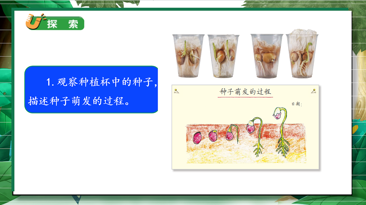 1.3《种子长出了根》教学课件第6页