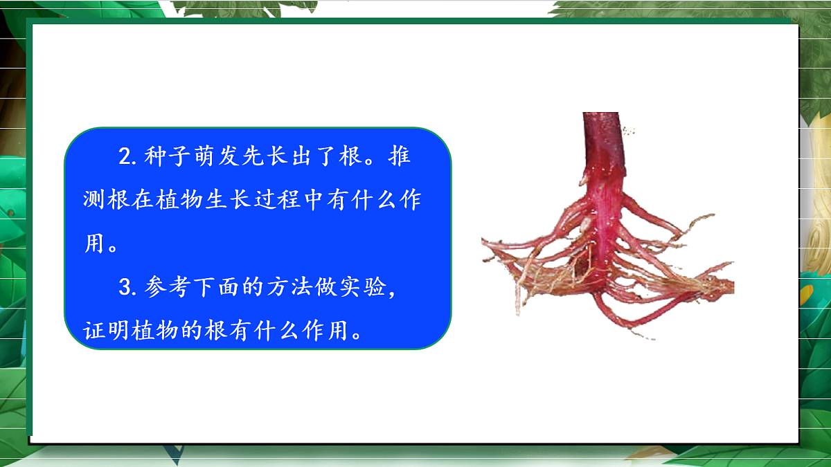 1.3《种子长出了根》教学课件第7页