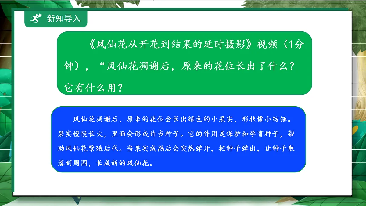 1.6《果实和种子》教学课件第4页