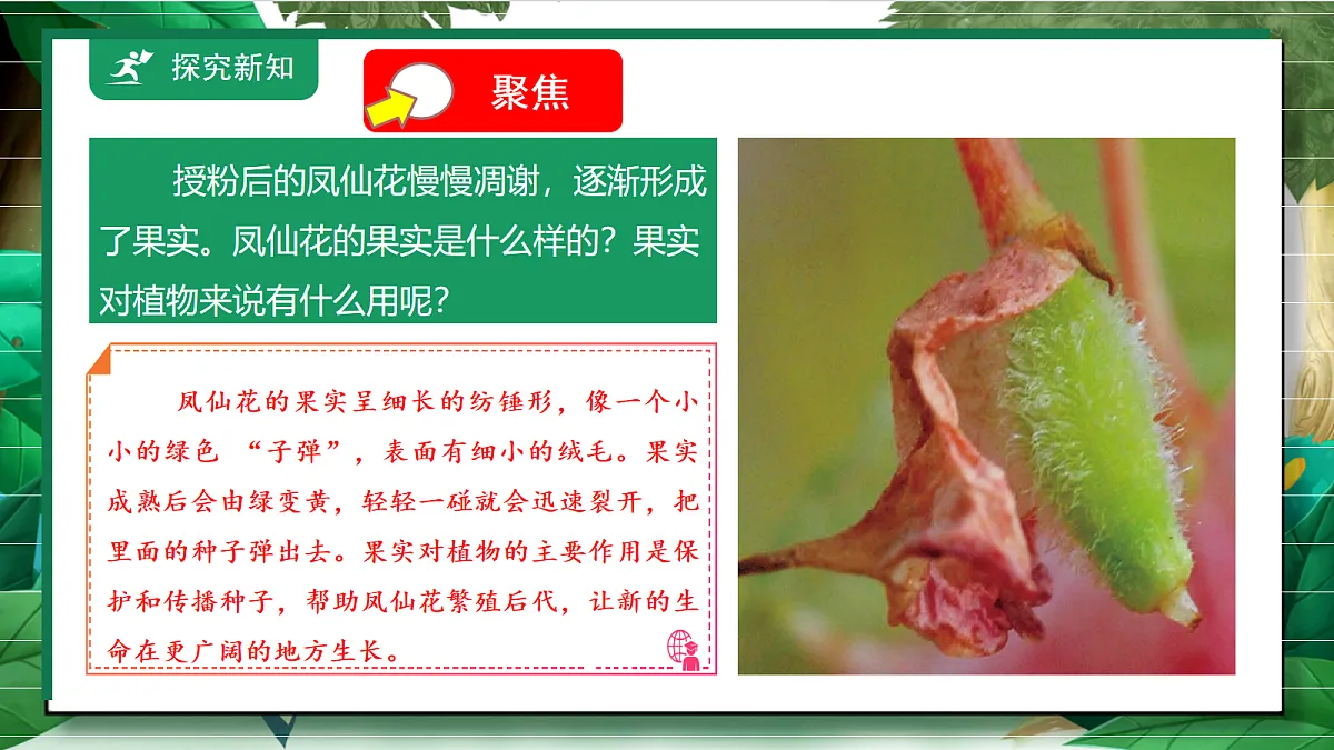 1.6《果实和种子》教学课件第5页