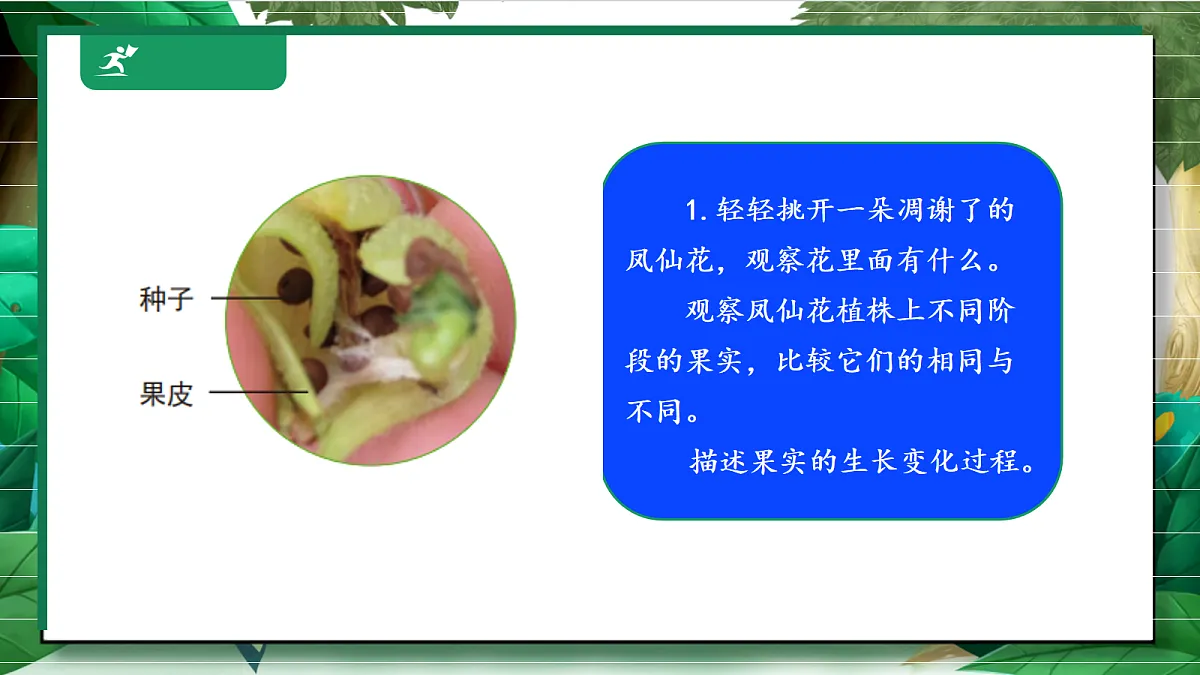1.6《果实和种子》教学课件第7页