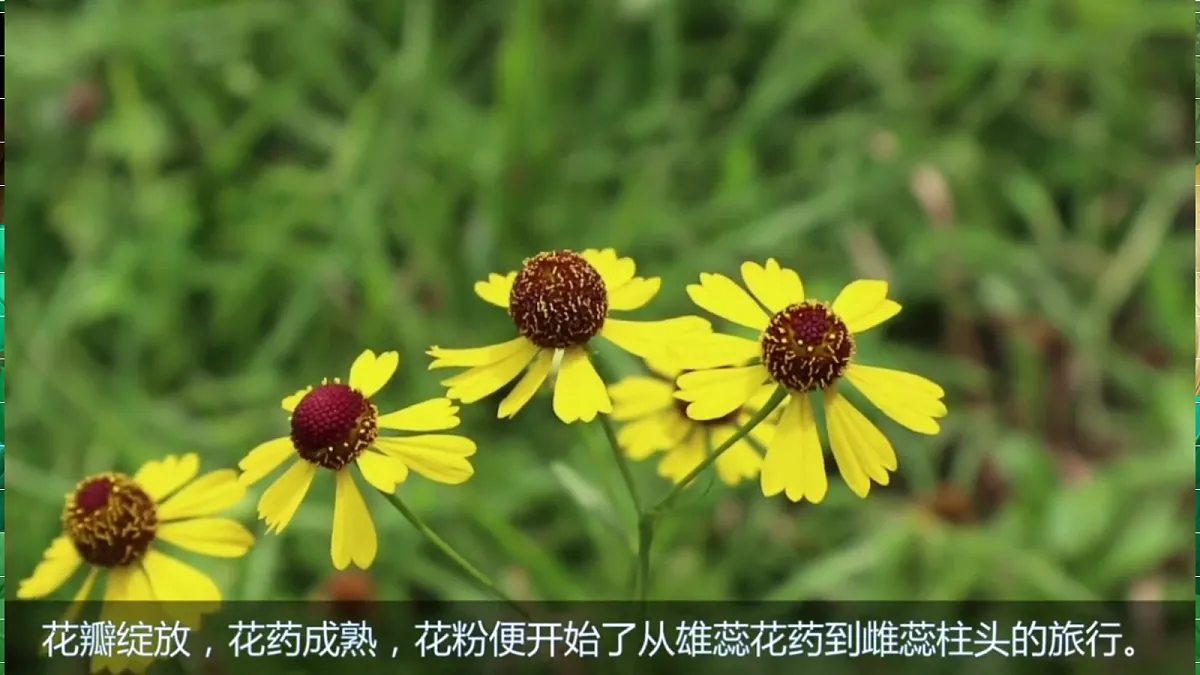 1.6《果实和种子》教学课件第8页