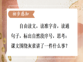 20 灰雀  课件  统编版（2024）语文三年级下册