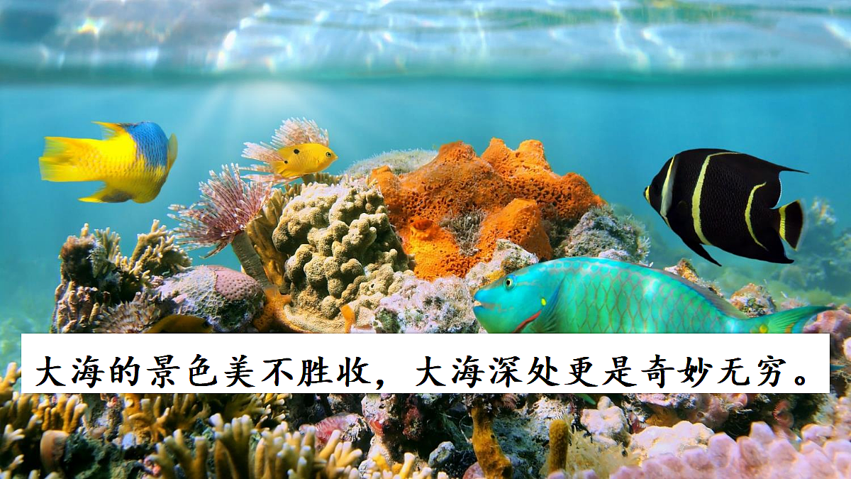 9 海底世界【教案版】第3页