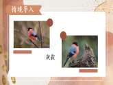 20 灰雀【课件+素材】2025-2026学年统编版三年级语文下册
