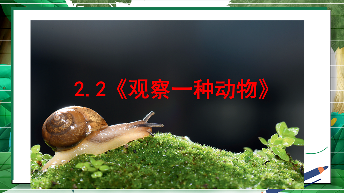 2.2《观察一种动物》教学课件第2页