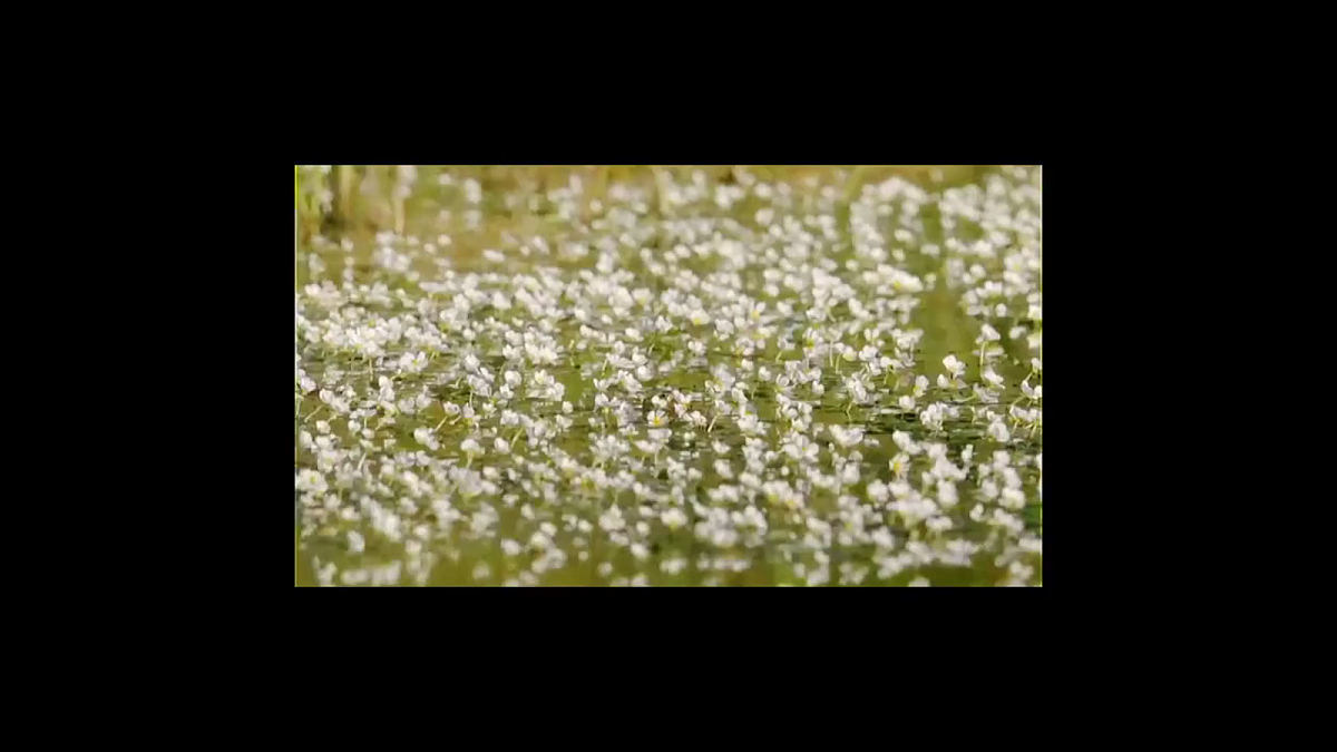 2.4《水中的动物》教学课件第3页