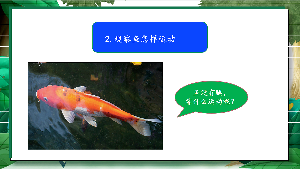 2.4《水中的动物》教学课件第8页