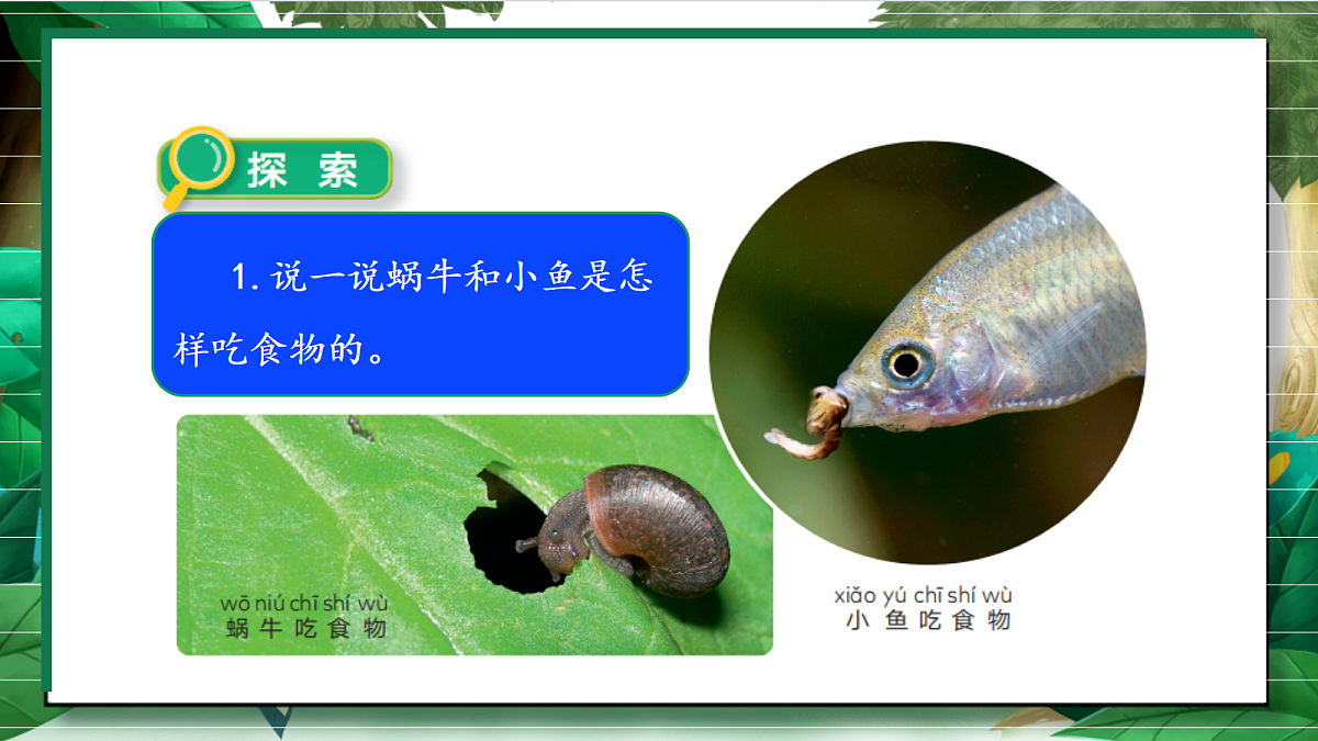 2.5《它们吃什么》教学课件第6页