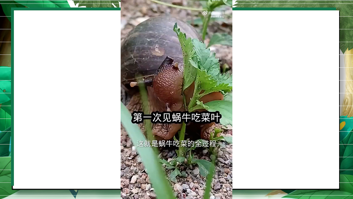 2.5《它们吃什么》教学课件第7页