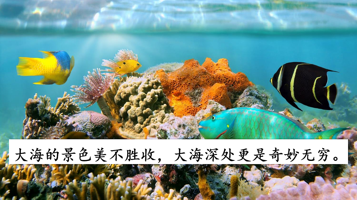 9 海底世界【教案版】第4页