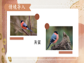 统编版（2024）语文三年级下册20 灰雀（课件+视频）