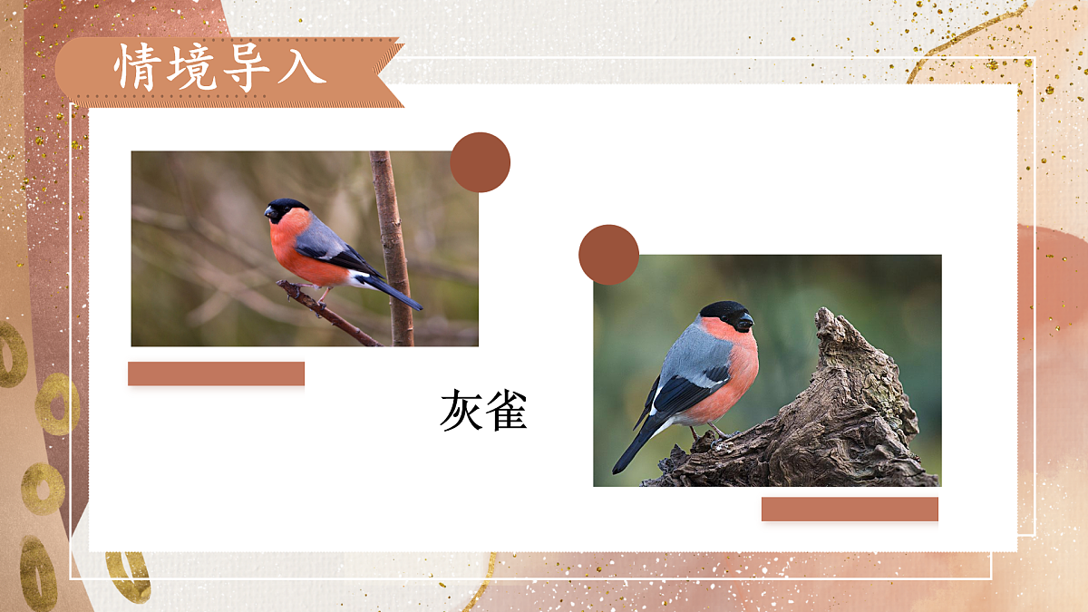 20 灰雀【教案版】第3页