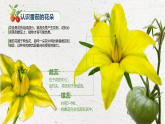 苏教版小学科学三年级下册07植物开花了课件
