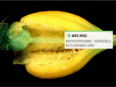 苏教版小学科学三年级下册07植物开花了课件