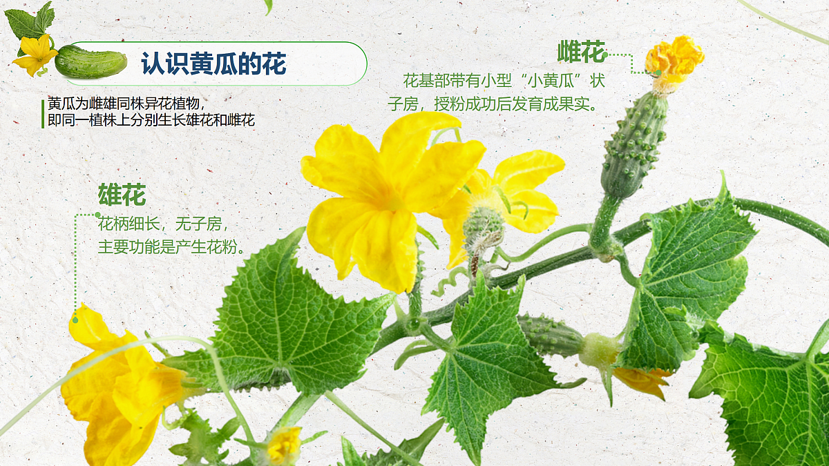 07植物开花了第6页