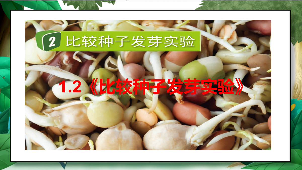 1.2《比较种子发芽实验》教学课件第2页