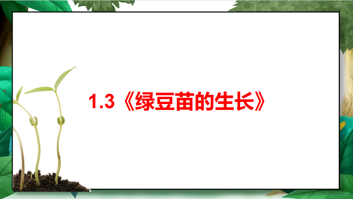 1.3《绿豆苗的生长》教学课件第2页