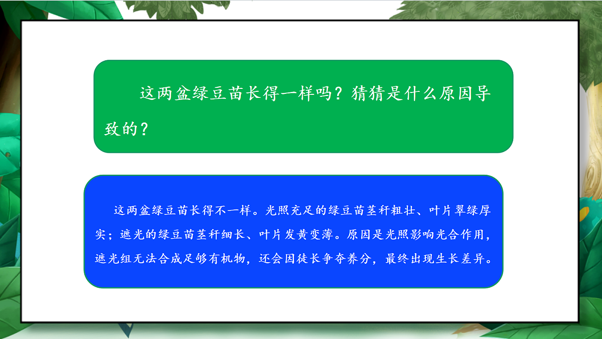 1.3《绿豆苗的生长》教学课件第4页