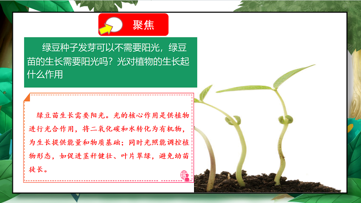 1.3《绿豆苗的生长》教学课件第5页