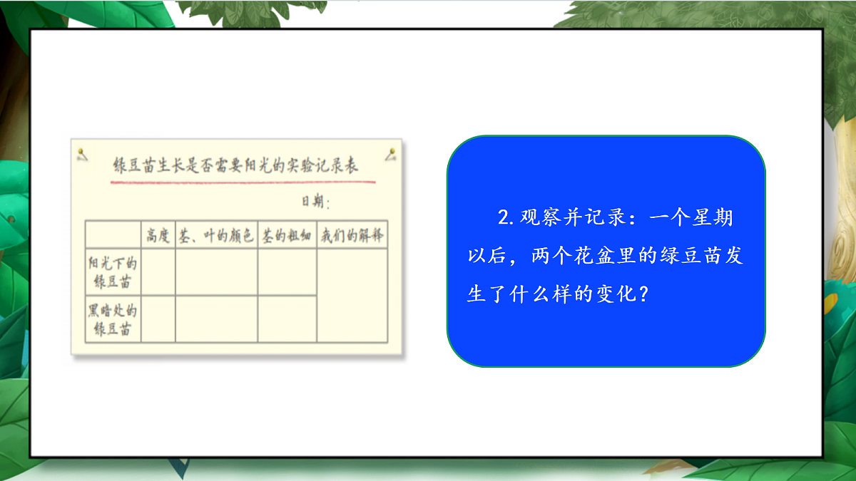 1.3《绿豆苗的生长》教学课件第7页