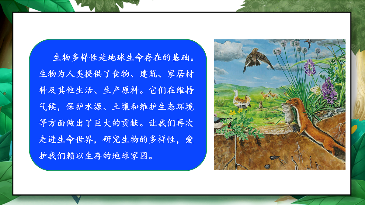 2.1《校园生物大搜索》教学课件第6页