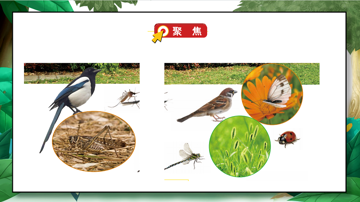 2.1《校园生物大搜索》教学课件第7页