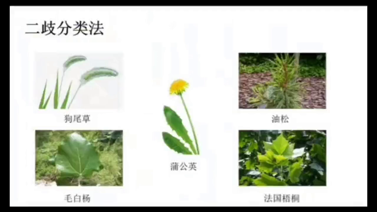 2.2《制作校园生物分布图》教学课件第3页