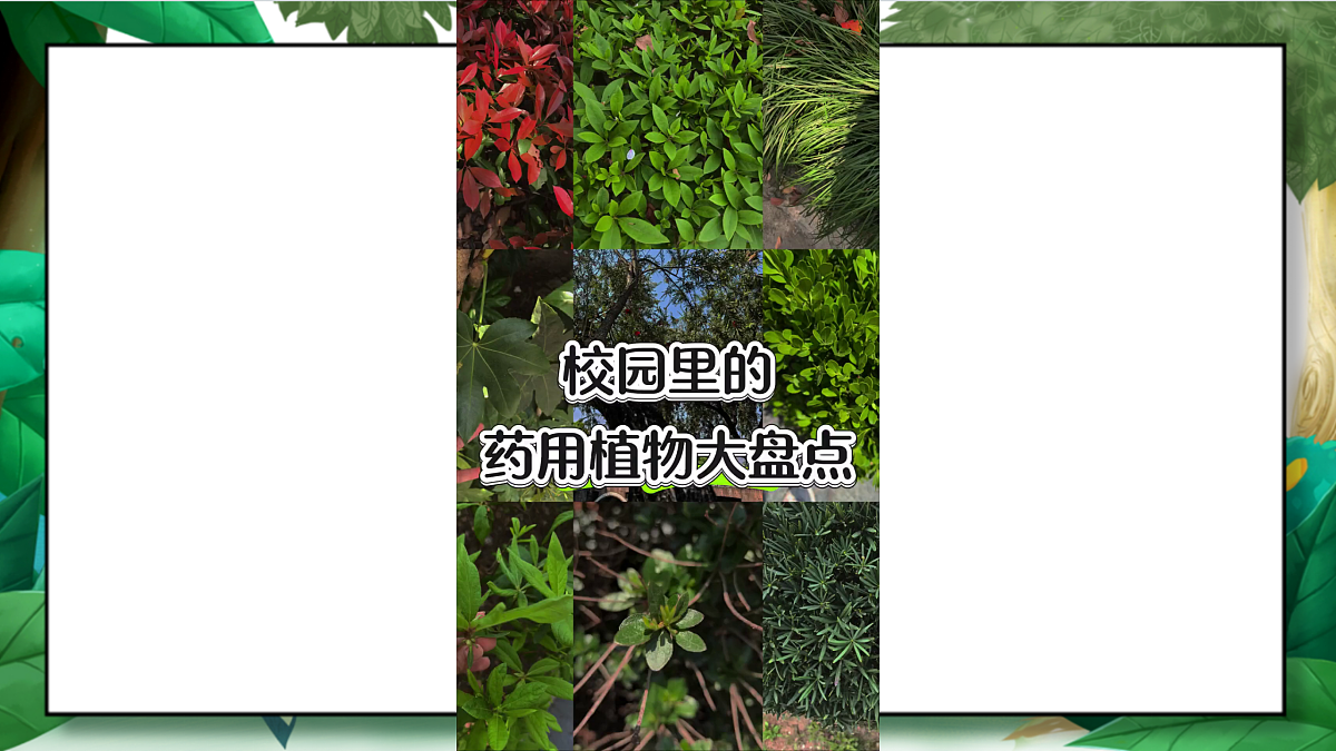 2.2《制作校园生物分布图》教学课件第7页