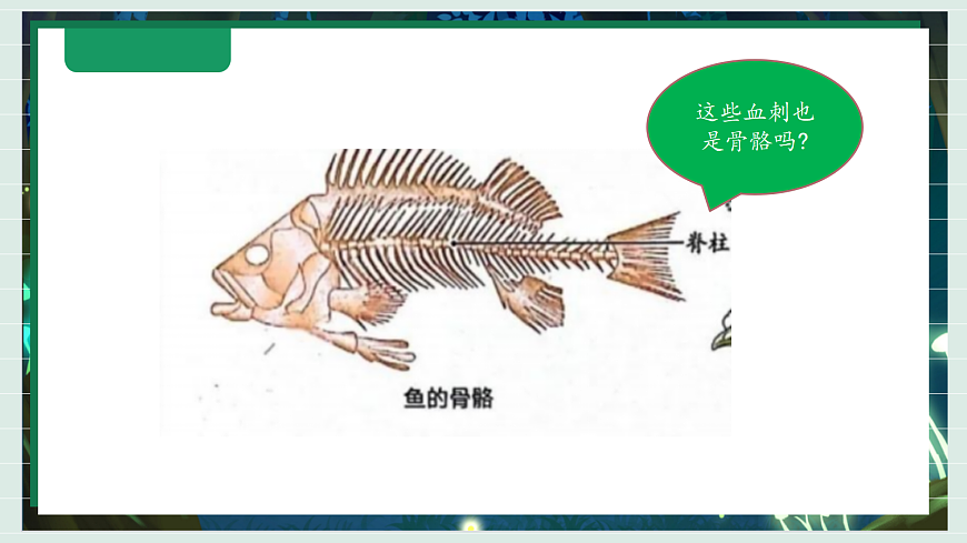 2.1《不同种类的动物》教学课件科学教科版三年级下册（新教材）第7页