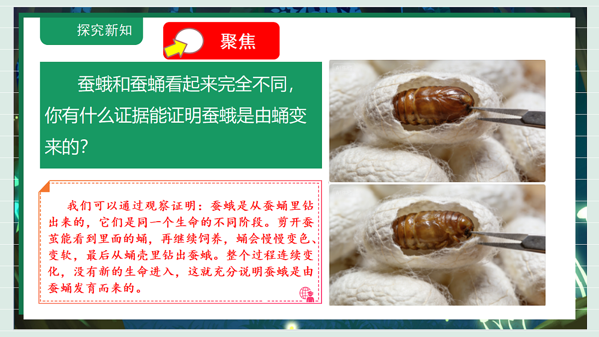 2.6《茧中钻出了蚕蛾》教学课件科学教科版三年级下册（新教材）第5页