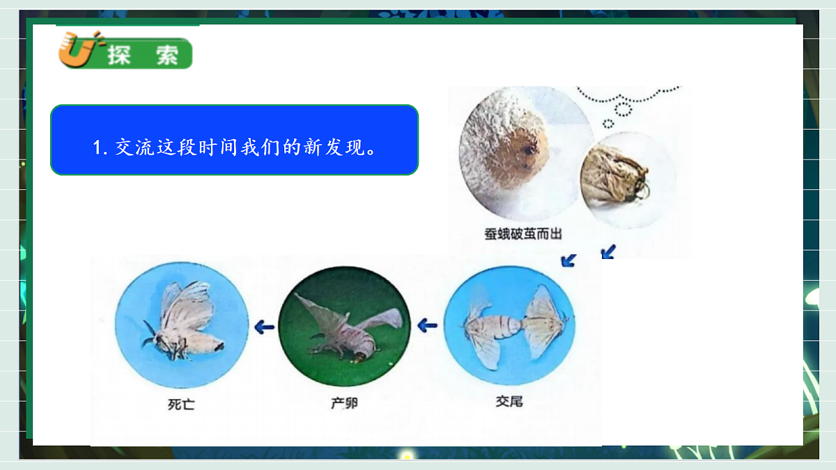 2.6《茧中钻出了蚕蛾》教学课件科学教科版三年级下册（新教材）第6页