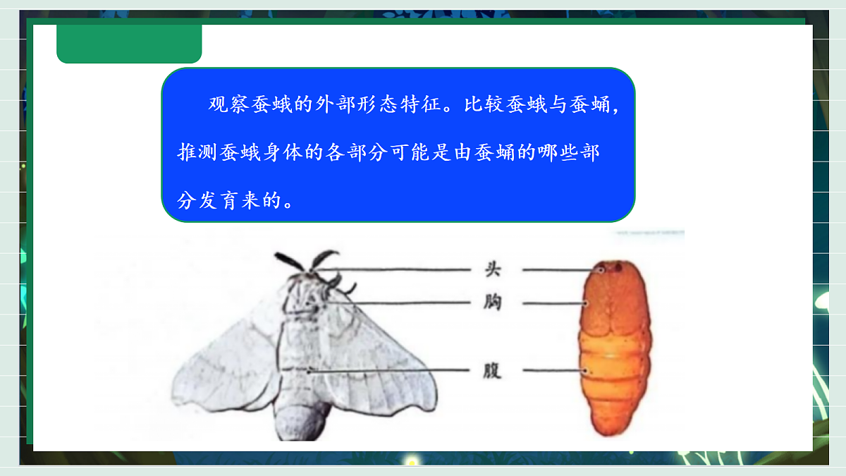 2.6《茧中钻出了蚕蛾》教学课件科学教科版三年级下册（新教材）第7页