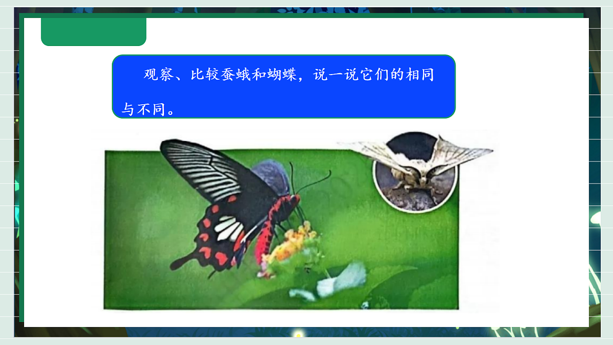 2.6《茧中钻出了蚕蛾》教学课件科学教科版三年级下册（新教材）第8页