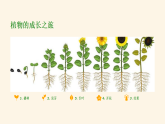 苏少版美术三年级下册8.1蓬勃的生命课件+教案