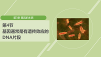 高中生物人教版 (2019)必修2《遗传与进化》基因通常是有遗传效应的DNA片段背景图课件ppt