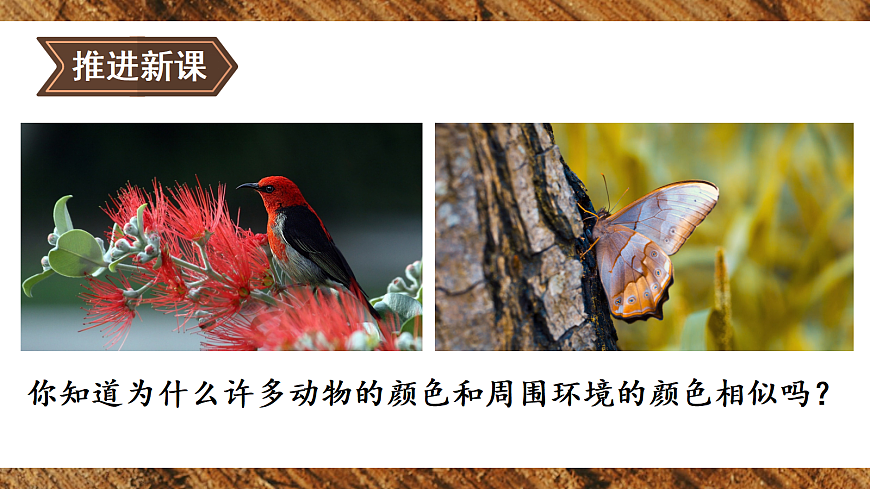 第三节 生物进化的原因第4页