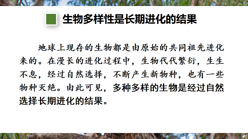 第一节 进化与生物多样性第6页