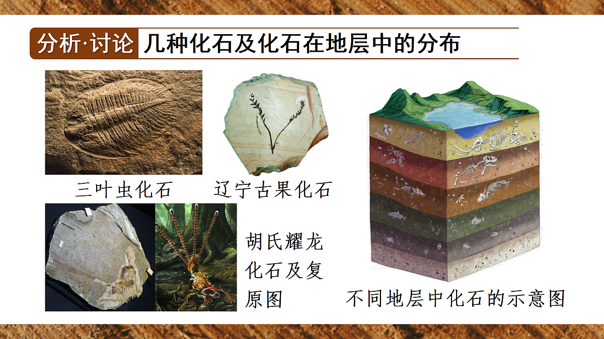 第二节 生物进化的历程第7页