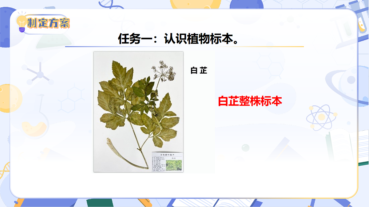 3.15 制作植物标本（教学课件）（新教材）第8页
