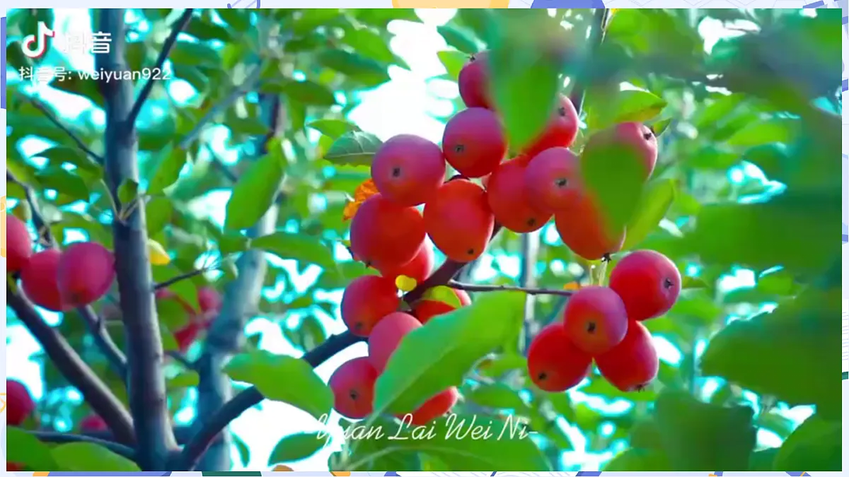 3.14 植物的果实和种子（教学课件）（新教材）第5页