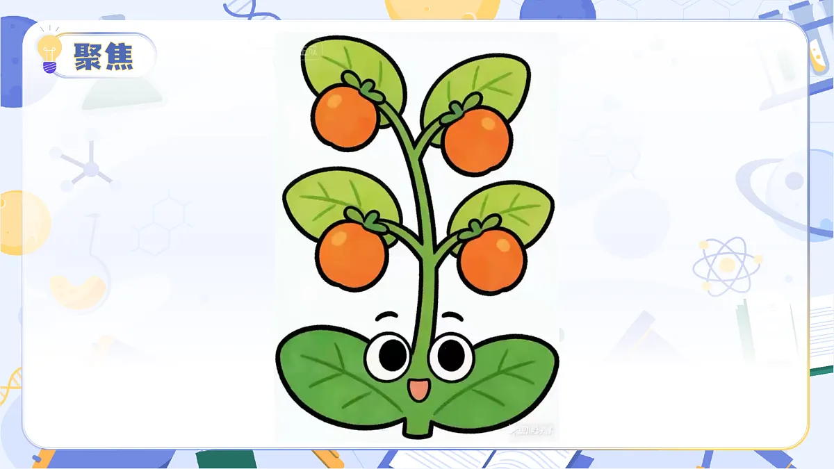 3.14 植物的果实和种子（教学课件）（新教材）第6页