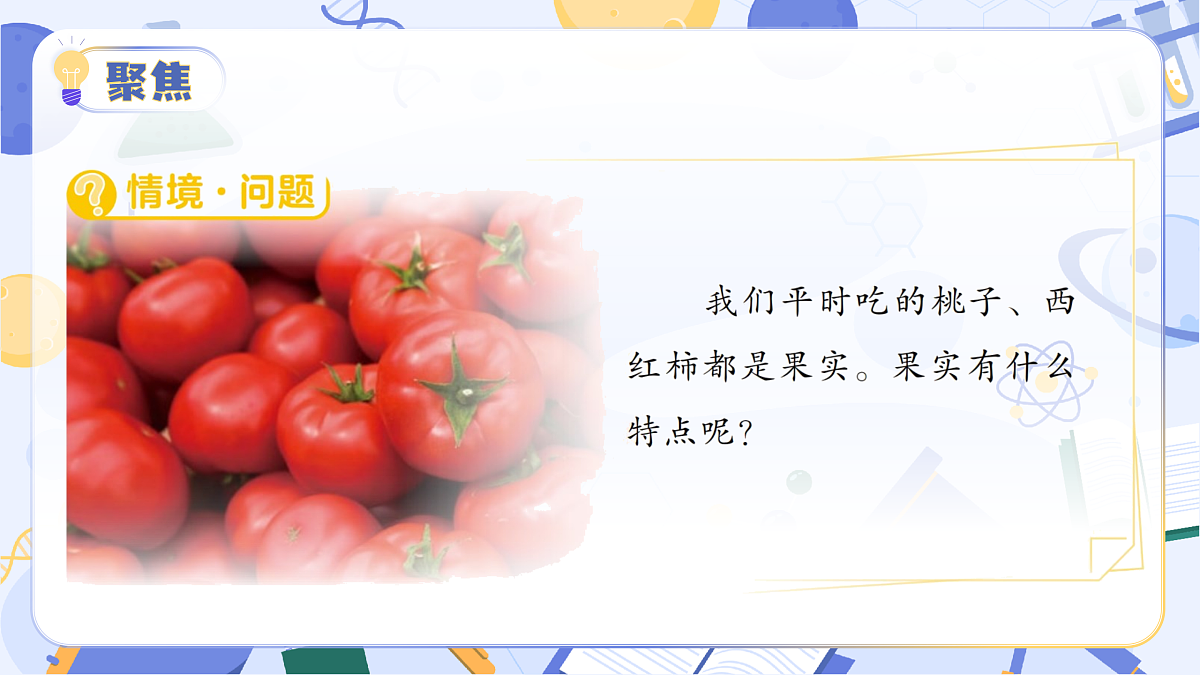 3.14 植物的果实和种子（教学课件）（新教材）第7页