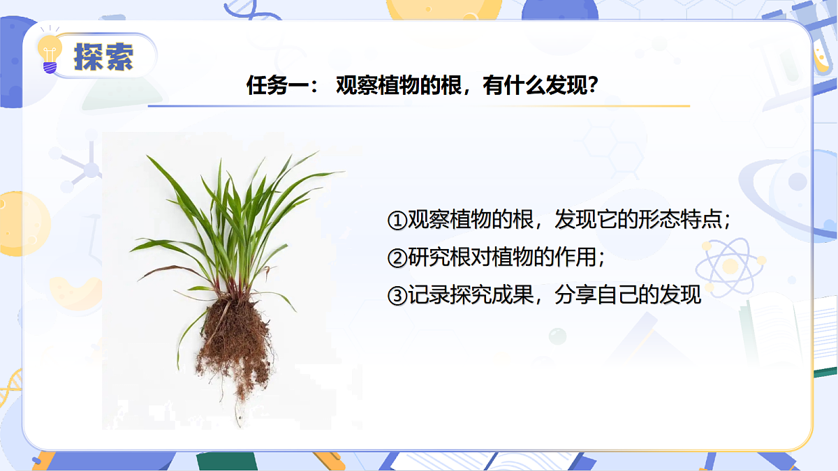 3.10 植物的根（教学课件）（新教材）第8页