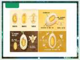2.5《蚕变新模样》教学课件科学教科版三年级下册（新教材）+教案+视频素材