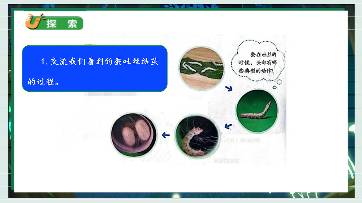 2.5《蚕变新模样》教学课件科学教科版三年级下册（新教材）第7页