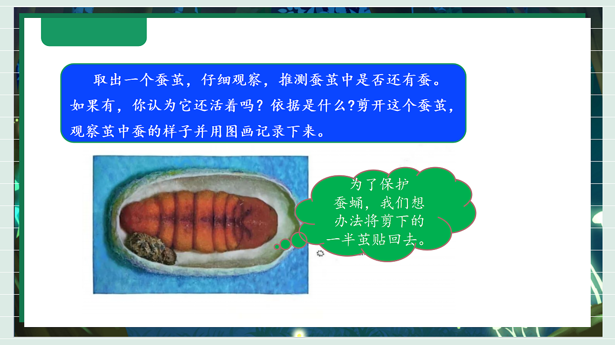 2.5《蚕变新模样》教学课件科学教科版三年级下册（新教材）第8页