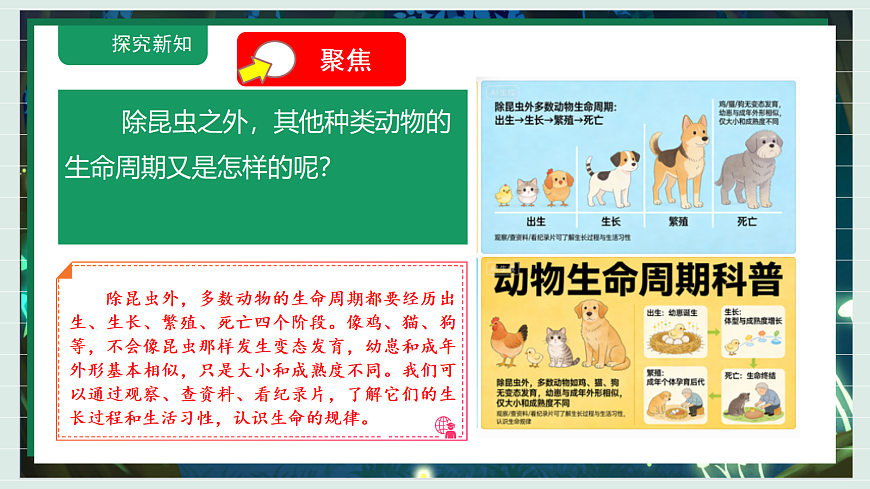 2.8《动物生命周期》教学课件科学教科版三年级下册（新教材）第5页