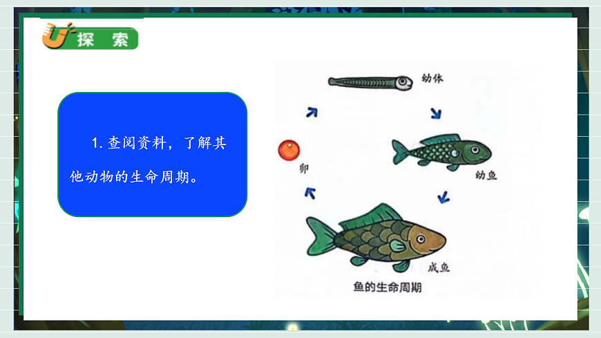 2.8《动物生命周期》教学课件科学教科版三年级下册（新教材）第6页