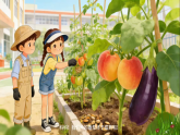 苏教版小学科学三年级下册 08植物结果了 课件